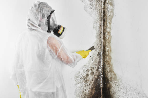 Best Mold Damage Repair  in Cheraw, SC