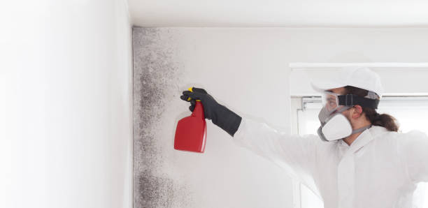 Best Residential Mold Removal  in Cheraw, SC