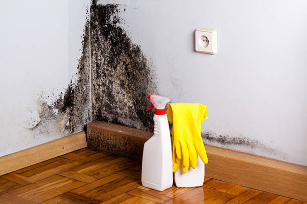 Best Black Mold Removal  in Cheraw, SC