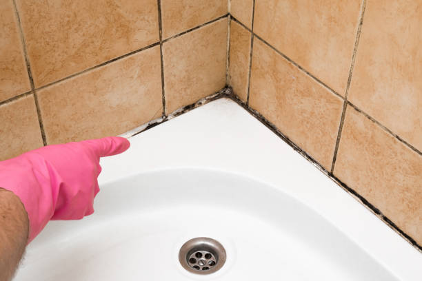 Crawl Space Mold Removal in Cheraw, SC