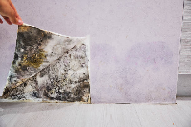 Office Mold Removal Services in Cheraw, SC